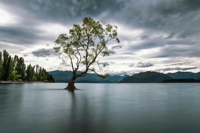 A lone tree sitting in the middle of a lake